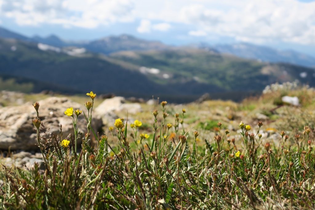 Alpine Avens Flowers (IMG_1597)