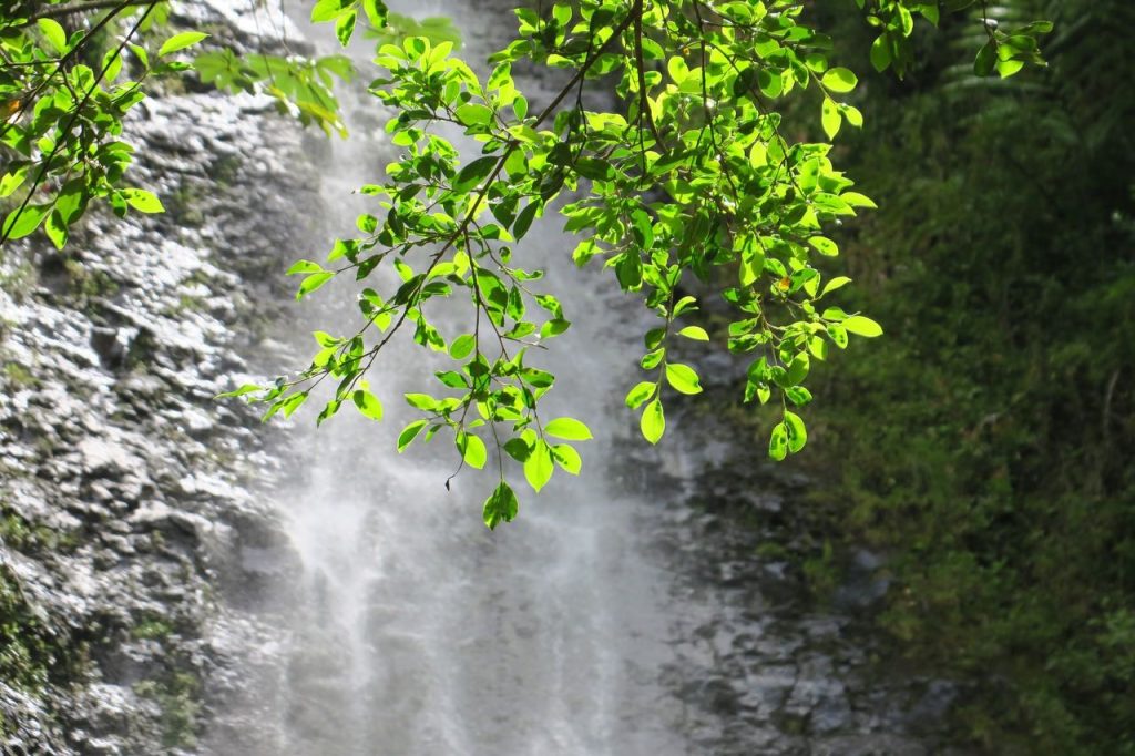 Manoa Falls with Tree (IMG_1715)