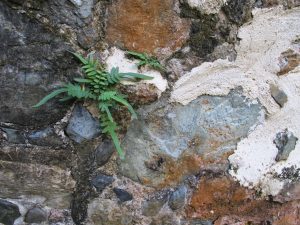 Plant in Stone Wall (IMG_1795)