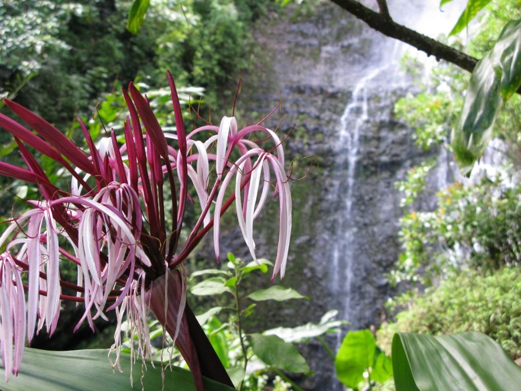 Spider Lily with Waterfall (IMG_1861)