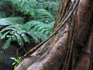 Tree With Ferns (IMG_1870-2005)