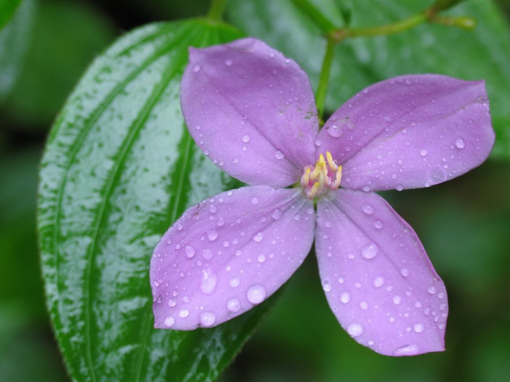 Purple Flower (IMG_1876-2005)