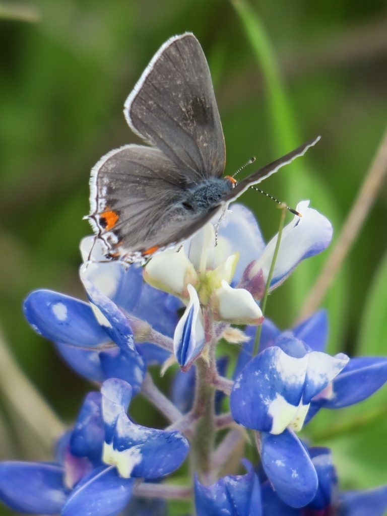 Bluebonnet with Butterfly (IMG_2088)