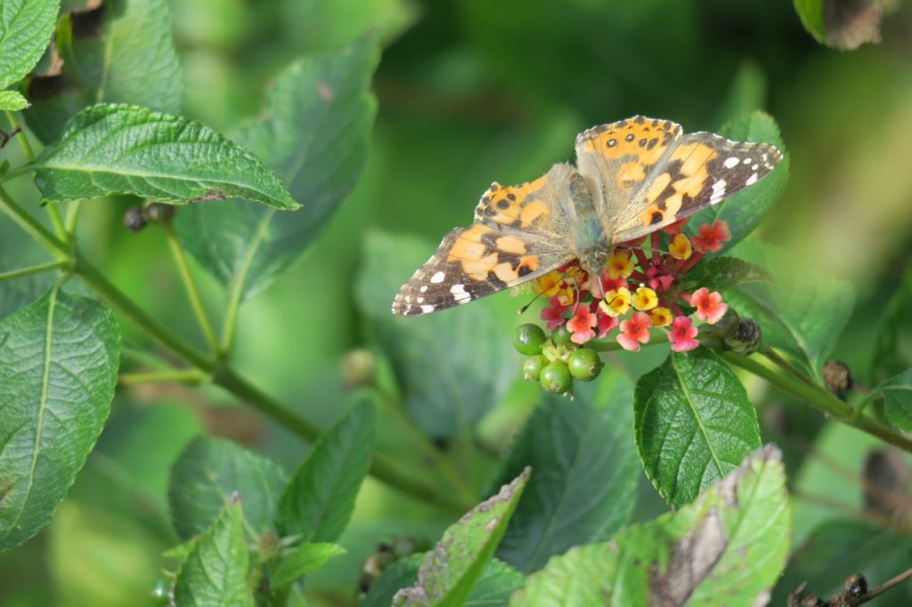Butterfly with Lantana Flower (IMG_2101)