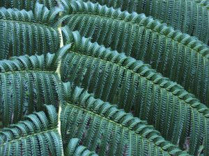 Green Fern (IMG_2294)