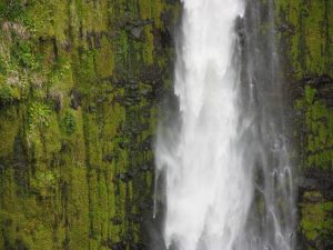 Akaka Falls (IMG_2658)