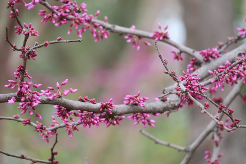 Redbud Tree Flowers (IMG_2930)