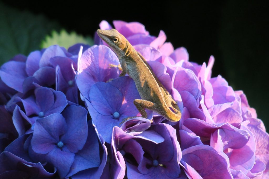 Lizard on Hydrangea (IMG_3492)