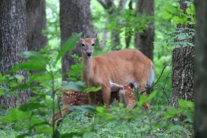 Deer with Fawns (IMG_5086)