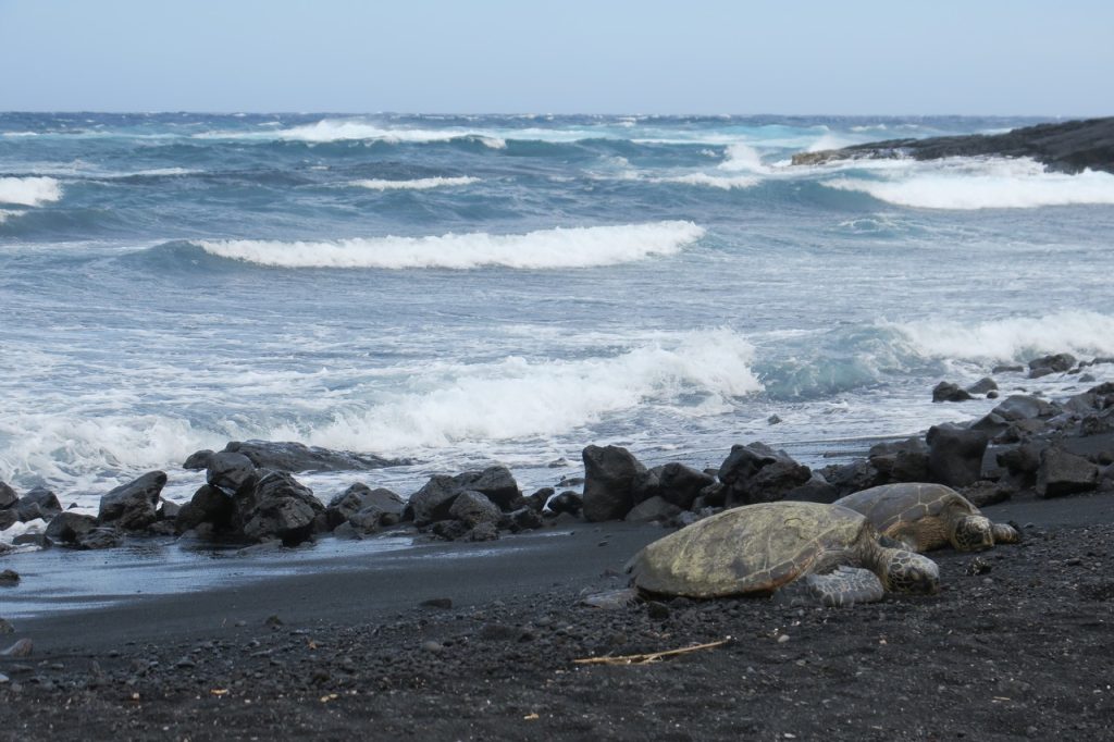 Sea Turtles on Beach (IMG_5129)