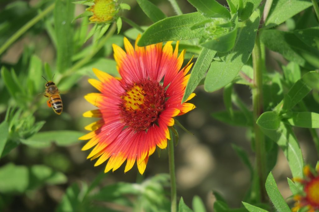 Firewheel Flower with Bee (IMG_5140)