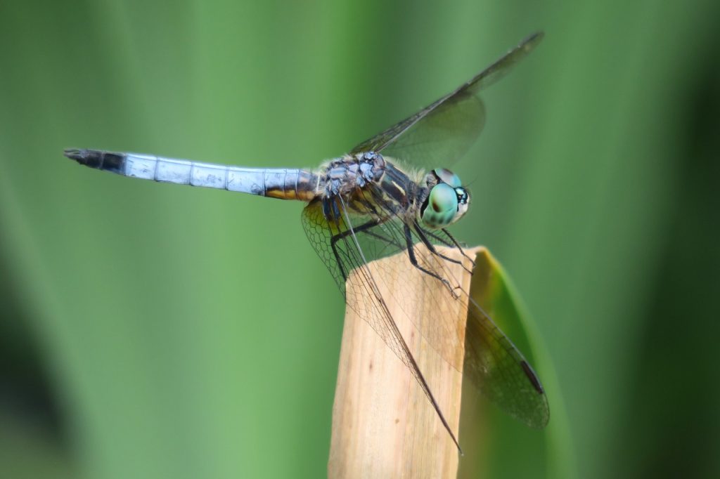 Blue Dragonfly (IMG_5192)