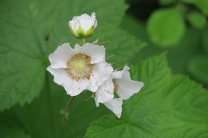 Thimbleberry Flowers (IMG_5990)