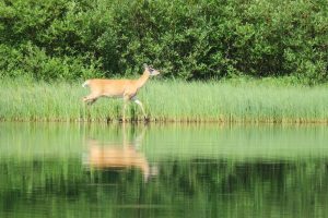 Deer Reflecting in Lake (IMG_6056)