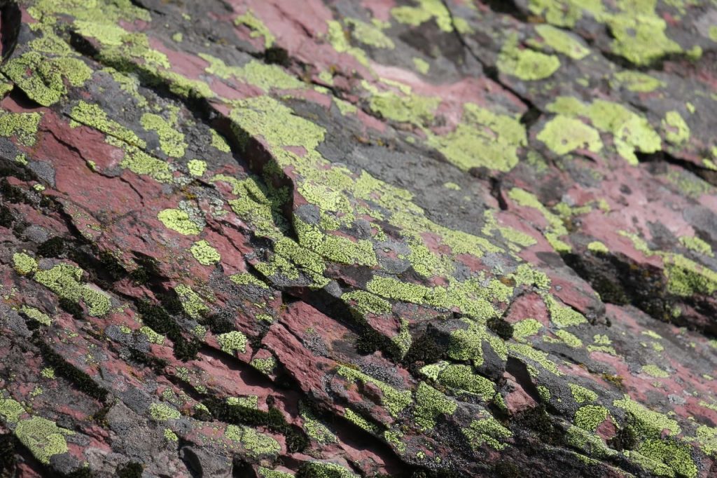 Green Lichen on Rock (IMG_6287)