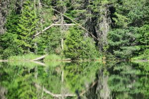Trees Reflecting in Lake (IMG_6575)