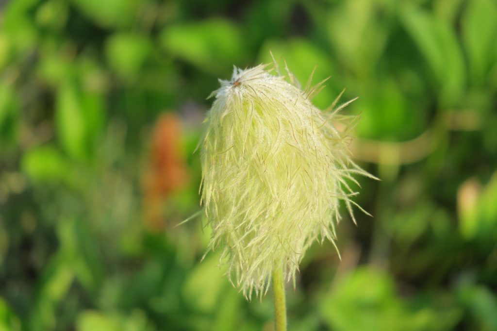 Pasqueflower Anemone (IMG_7214)