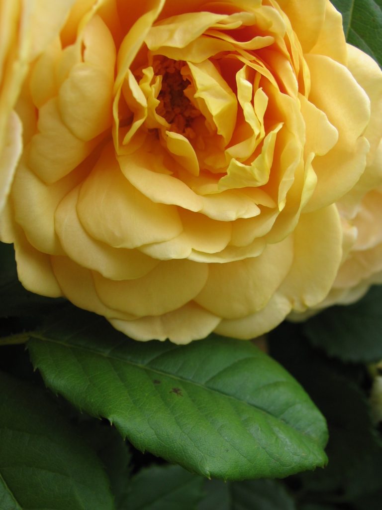 Yellow Rose (IMG_8422)