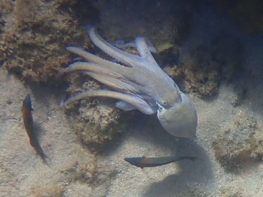 Octopus (P1010646)
