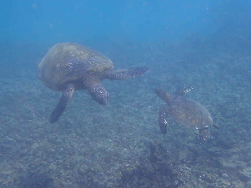 Two Sea Turtles (P3180763)