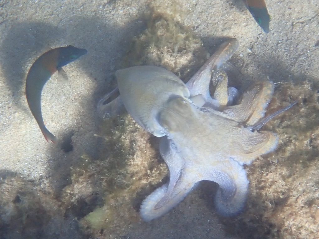 Octopus (P5270981)