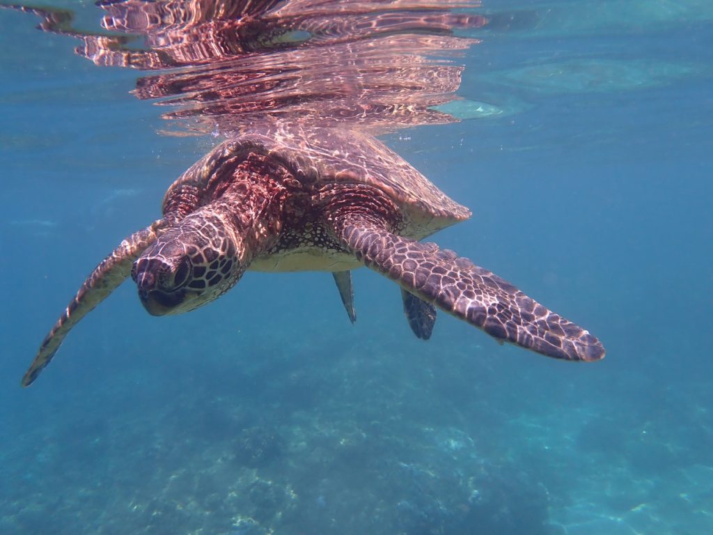 Sea Turtle (P5271314)