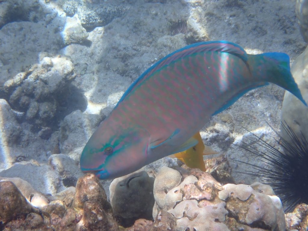 Bullethead Parrotfish (P5311979)