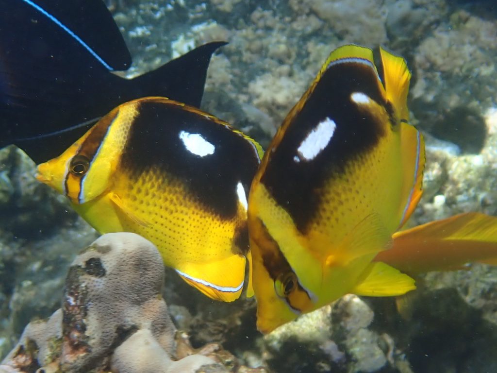 Fourspot Butterflyfish (P5312053)