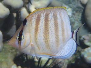 Multiband Butterflyfish (P5312151)