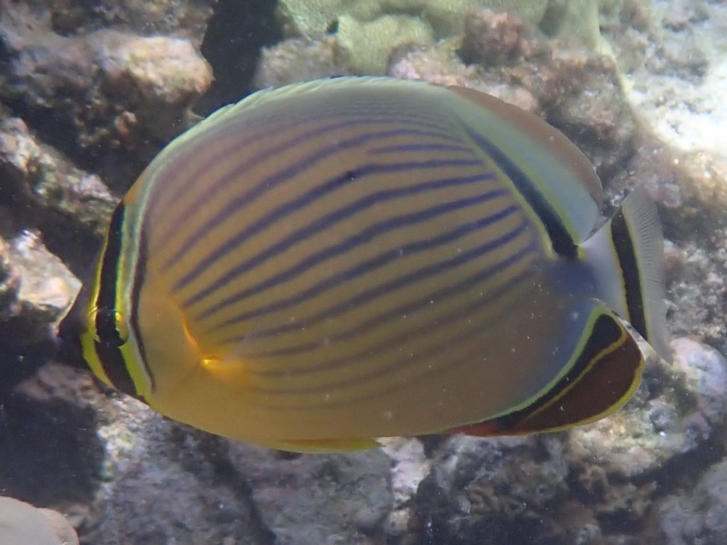 Oval Butterflyfish (P5312333)