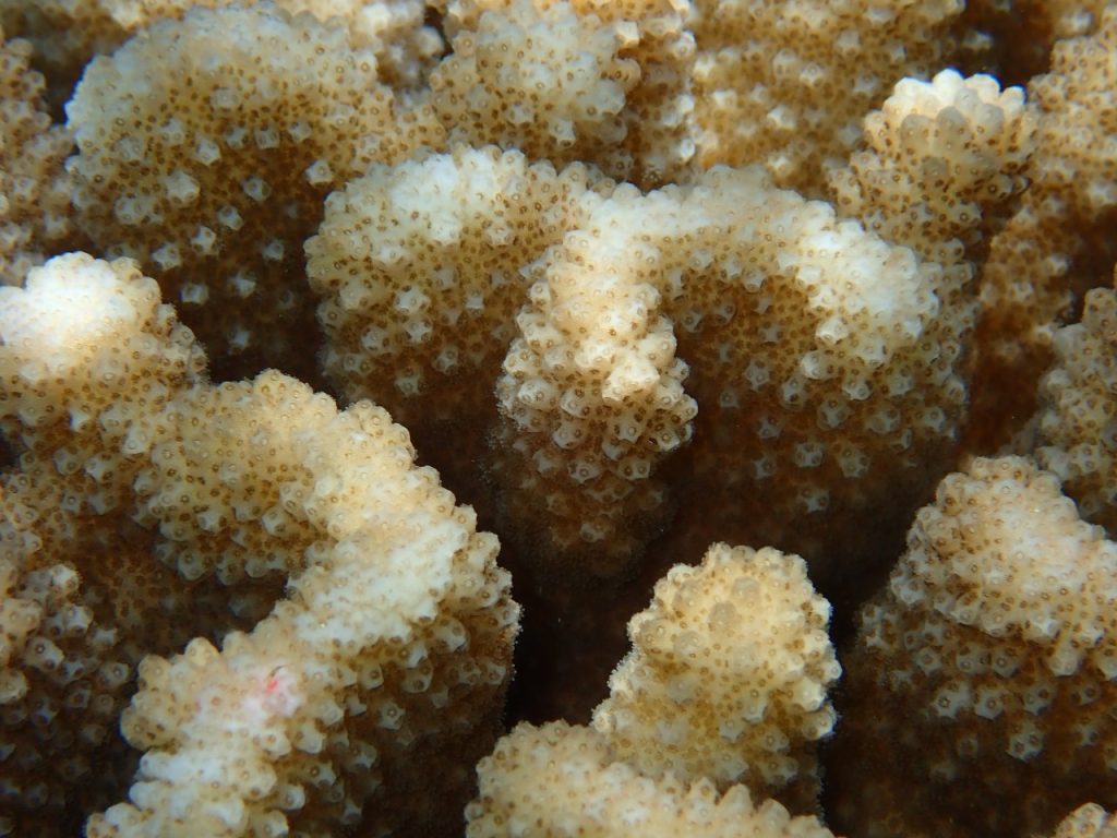 Coral (P6030902)