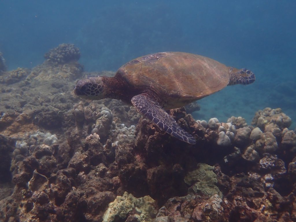 Sea Turtle (P6041094)
